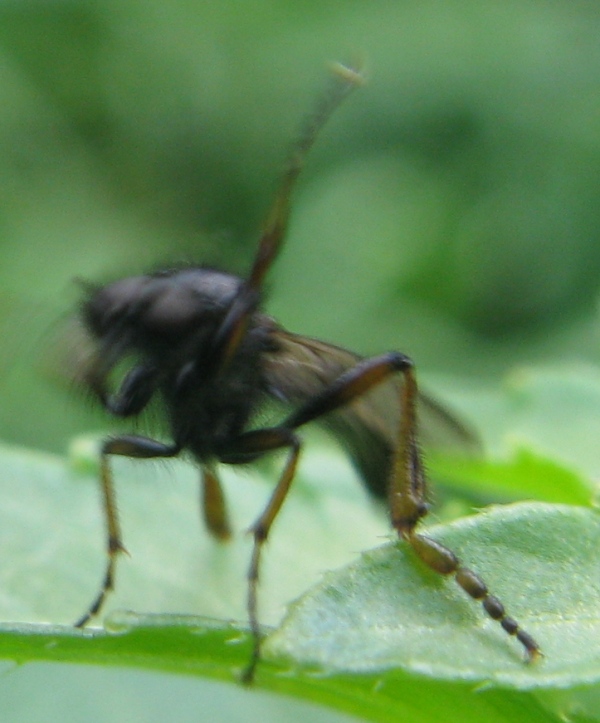 Bibio femoralis (Bibionidae), maschio